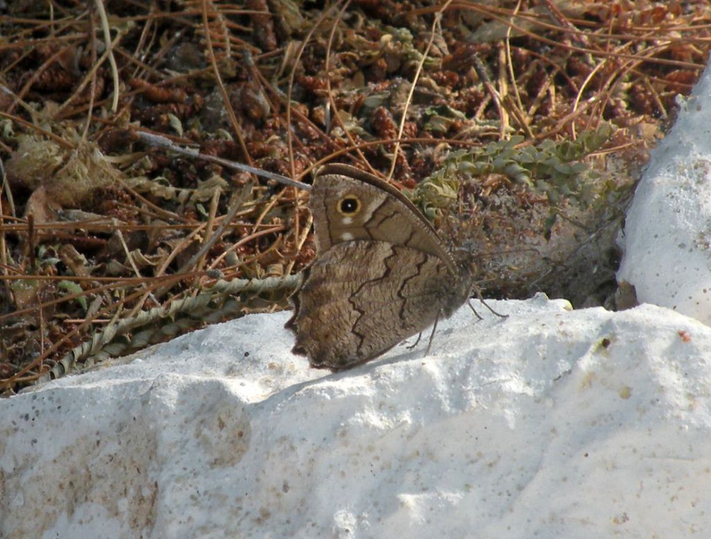 Hipparchia (Neohipparchia) fatua